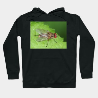 Muscidae fly - insect macro Hoodie